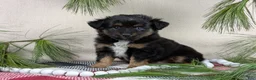 Toy Australian Shepherd dogs for sale: Brittlyn - Ad 23