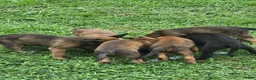 Belgian Malinois dogs for sale: Belgian Malinois 5 BLUE - Ad 8