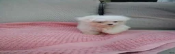 Maltese dogs for sale: Lily - Ad 3
