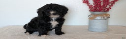 Mini Bernedoodle dogs for sale: Victor - Ad 5