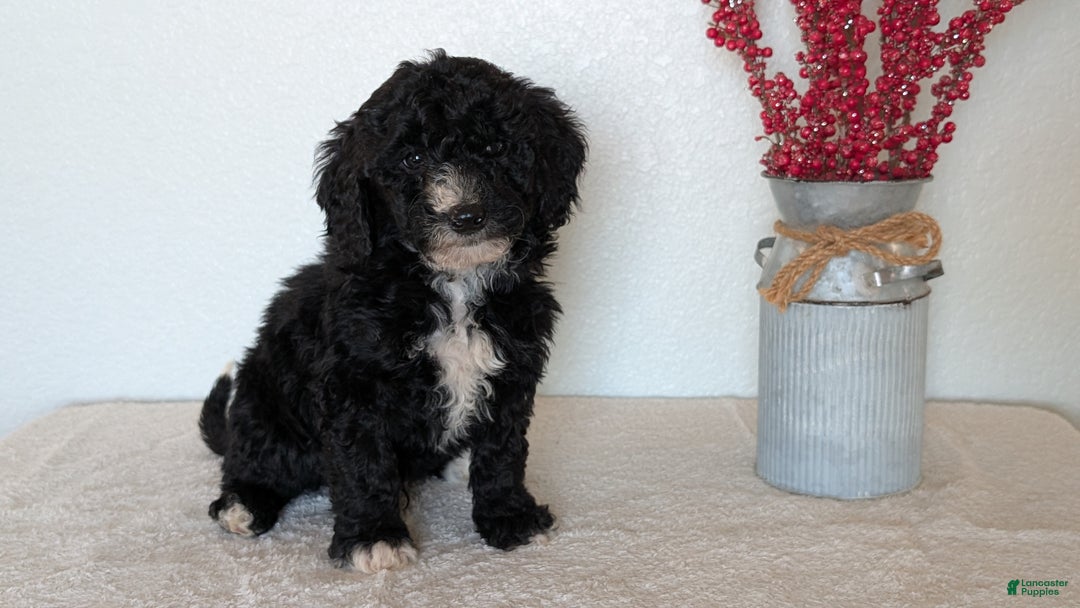 Mini Bernedoodle dogs for sale: Victor - Ad 5