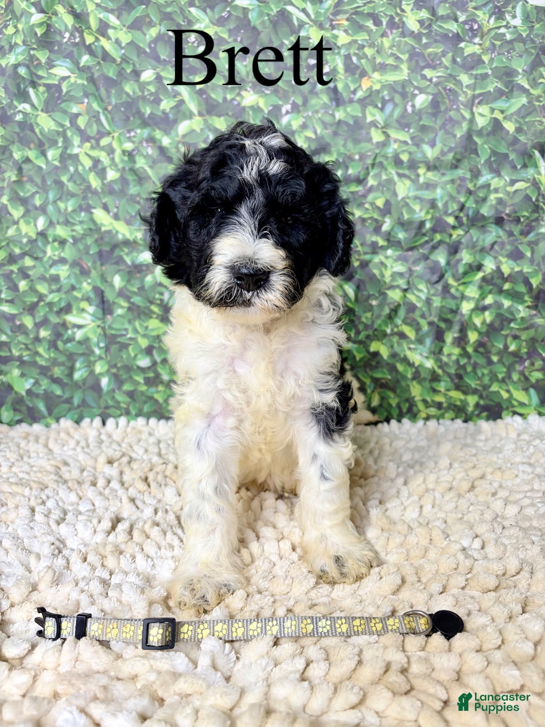 Saint Berdoodles dogs Brett - Ad 1