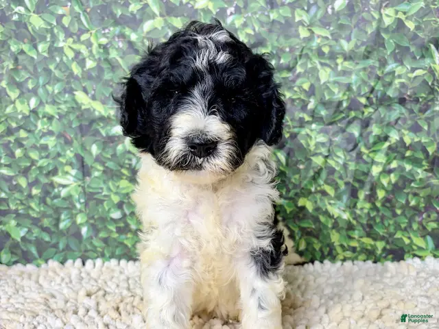 Saint Berdoodles dogs for sale: Brett - Ad 1