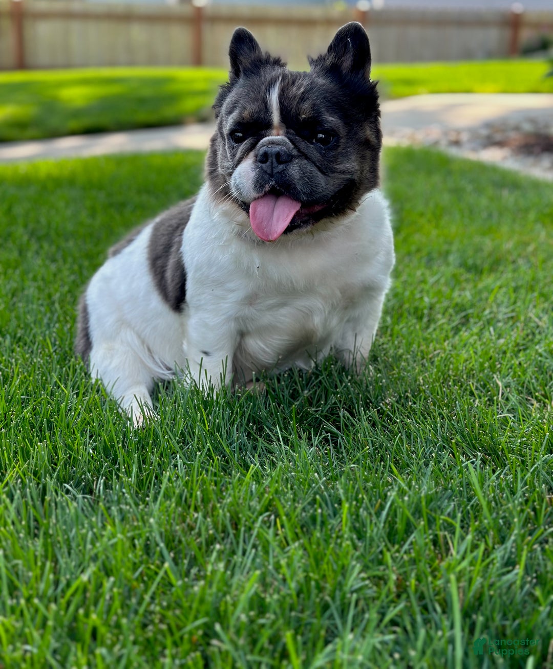 French Bulldog dogs for sale: Charm  - Ad 6