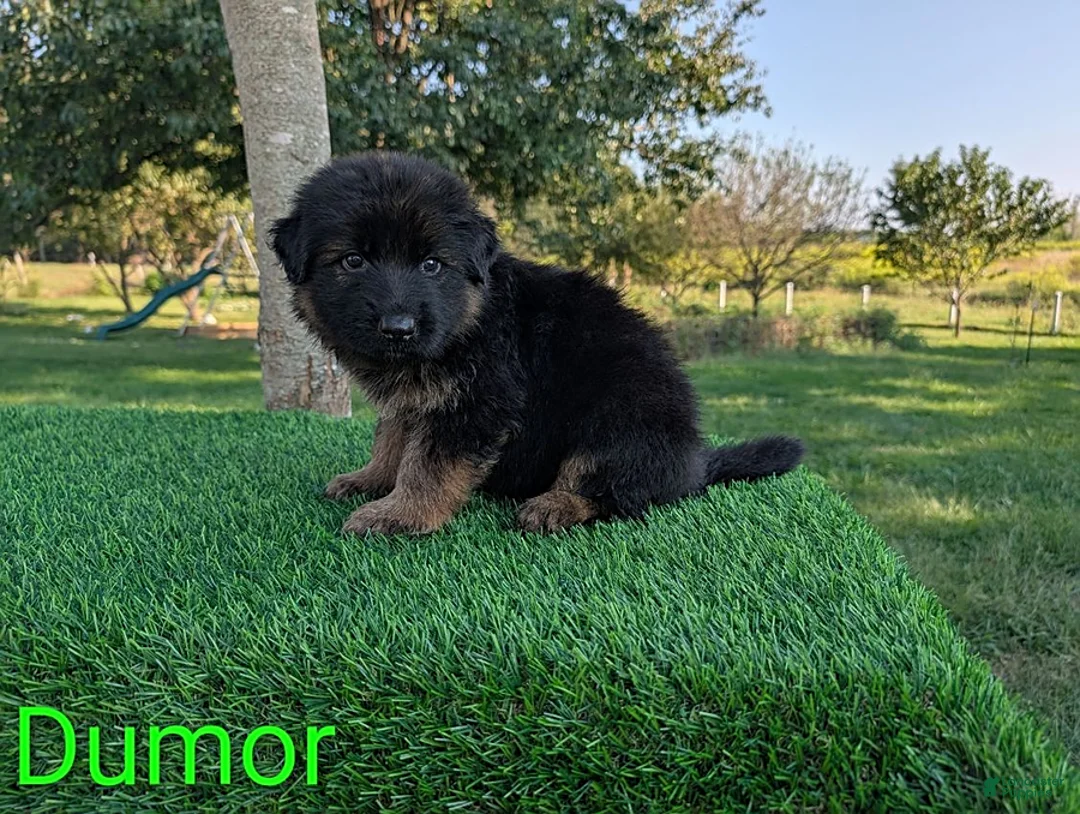 German Shepherd dogs for sale: Dumor - Ad 1