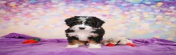 Mini Bernedoodle dogs for sale: Stella - Ad 7