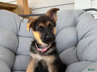 German Shepherd dogs Marley - Ad 15