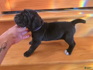 Mixed Breed dogs for sale: Blue - Ad 2