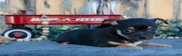 Chihuahua dogs for sale: Hettie - Ad 2