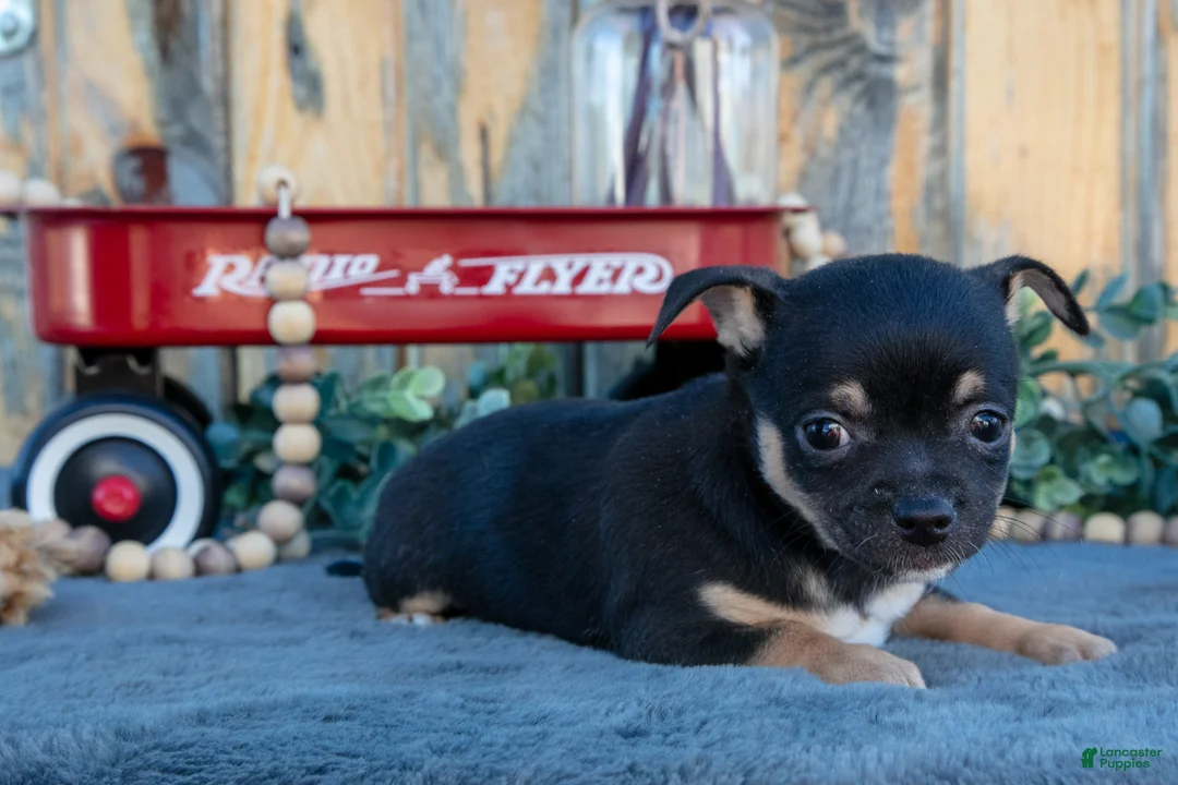 Chihuahua dogs for sale: Hettie - Ad 2