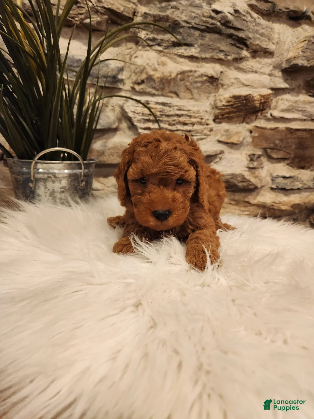 Mini Goldendoodle dogs for sale: BAXTER - Mini Goldendoodle Puppy 4 - Ad 2