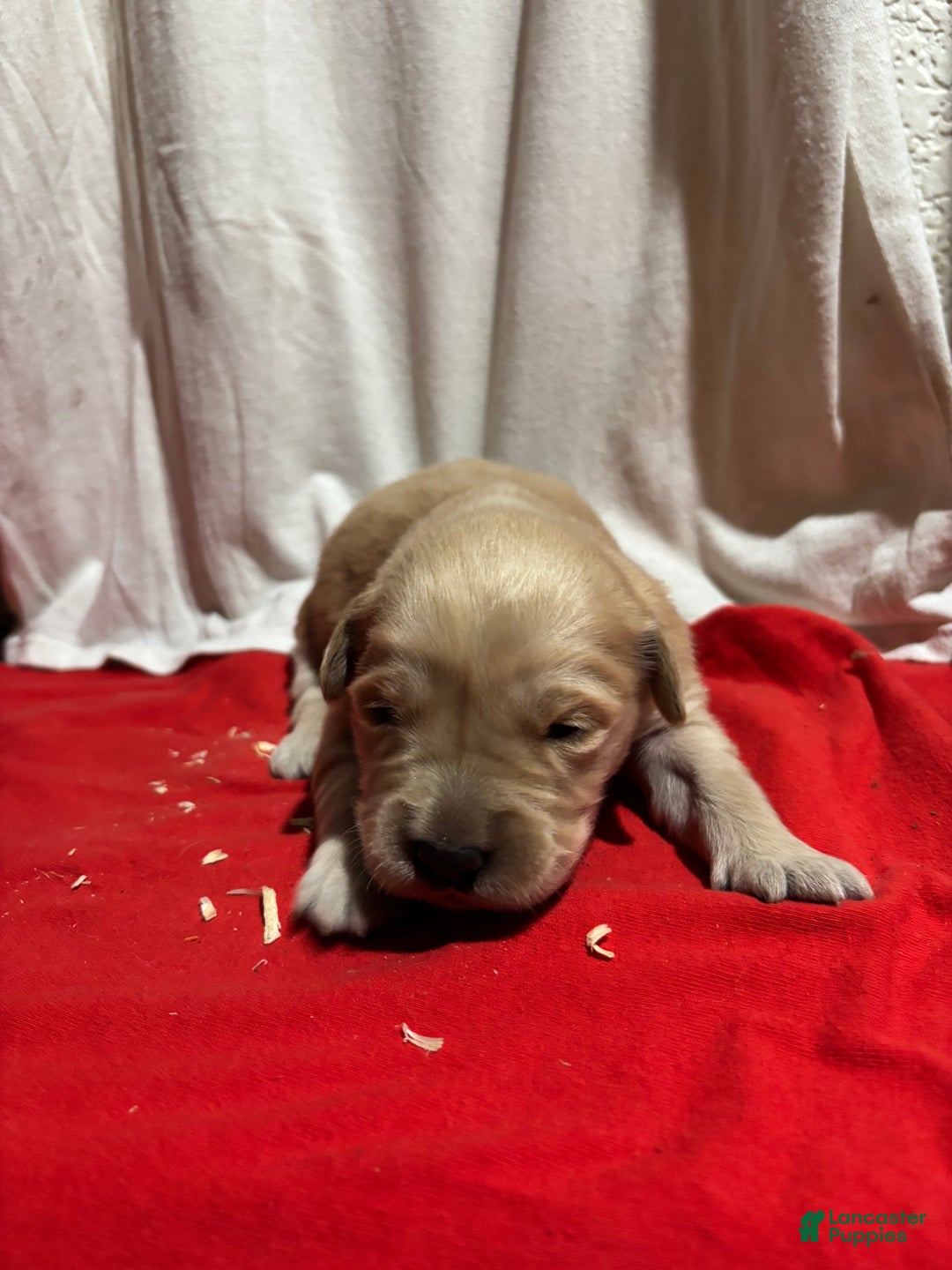 Golden Retriever dogs for sale: Pink - Ad 2