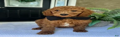 Winston