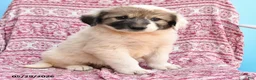 Mixed Breed dogs for sale: Hope - Ad 2