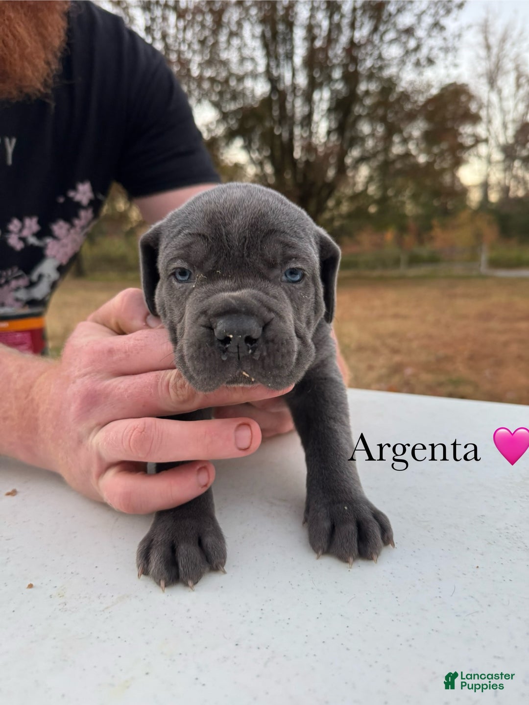 Cane Corso dogs for sale: Argenta - Ad 3