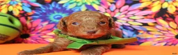 Mixed Breed dogs for sale: Tangelo - Ad 2