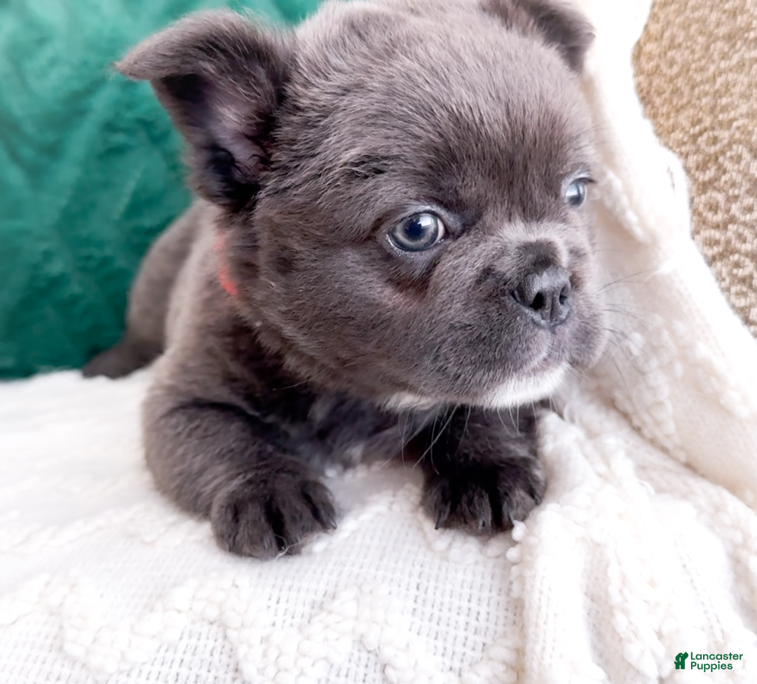 French Bulldog dogs for sale: Vixen Blue Fluffy Carrier - Ad 12
