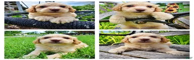 Alfie-SUMMER SALE!! $100 off listed price!!