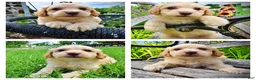 Havapoo dogs for sale: Alfie-SUMMER SALE!! $100 off listed price!! - Ad 1