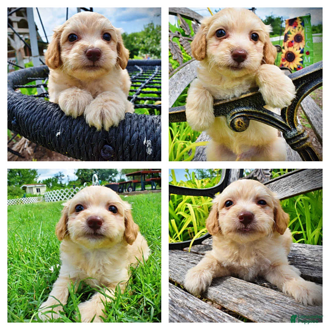 Havapoo dogs for sale: Alfie-SUMMER SALE!! $100 off listed price!! - Ad 1