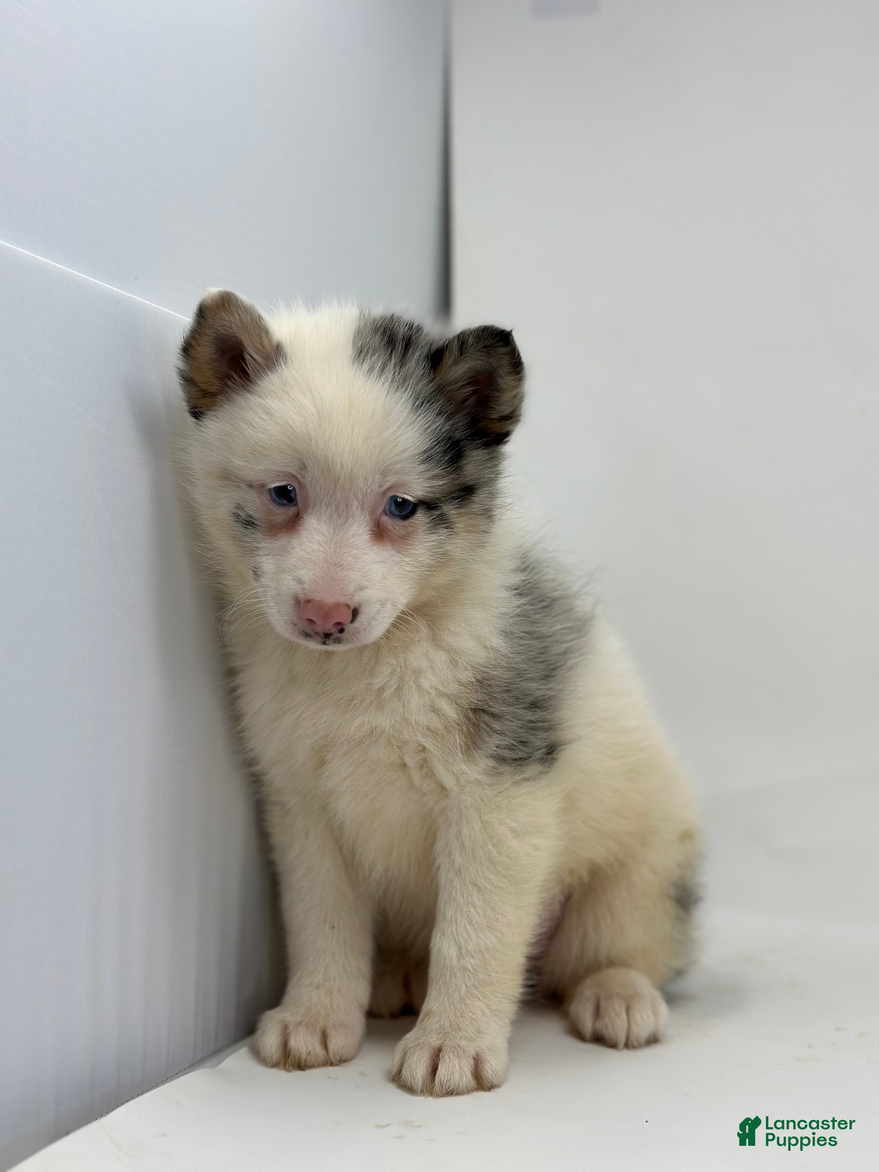 Pomsky dogs Treasure - Ad 2