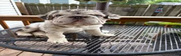 French Bulldog dogs for sale: French Bulldog 1 - Ad 4