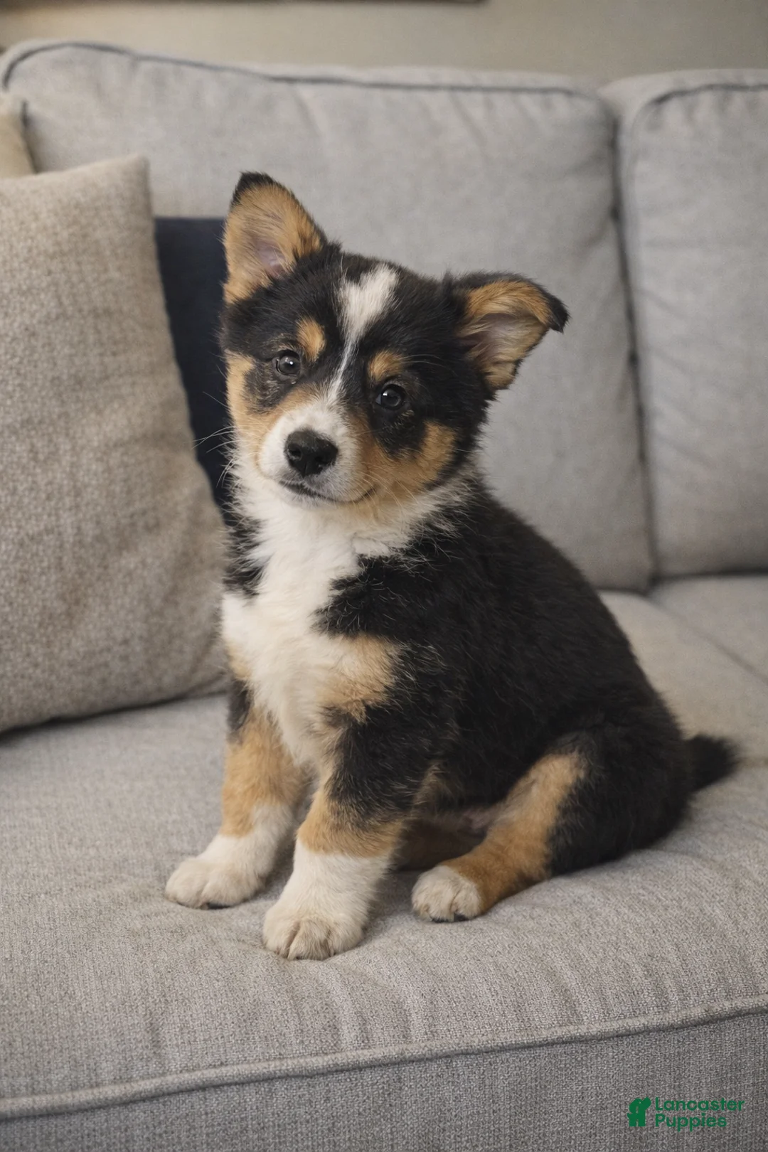 American Corgi dogs for sale: American Corgi Puppy 1 - Ad 1