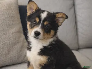 American Corgi dogs American Corgi Puppy 1 - Ad 15