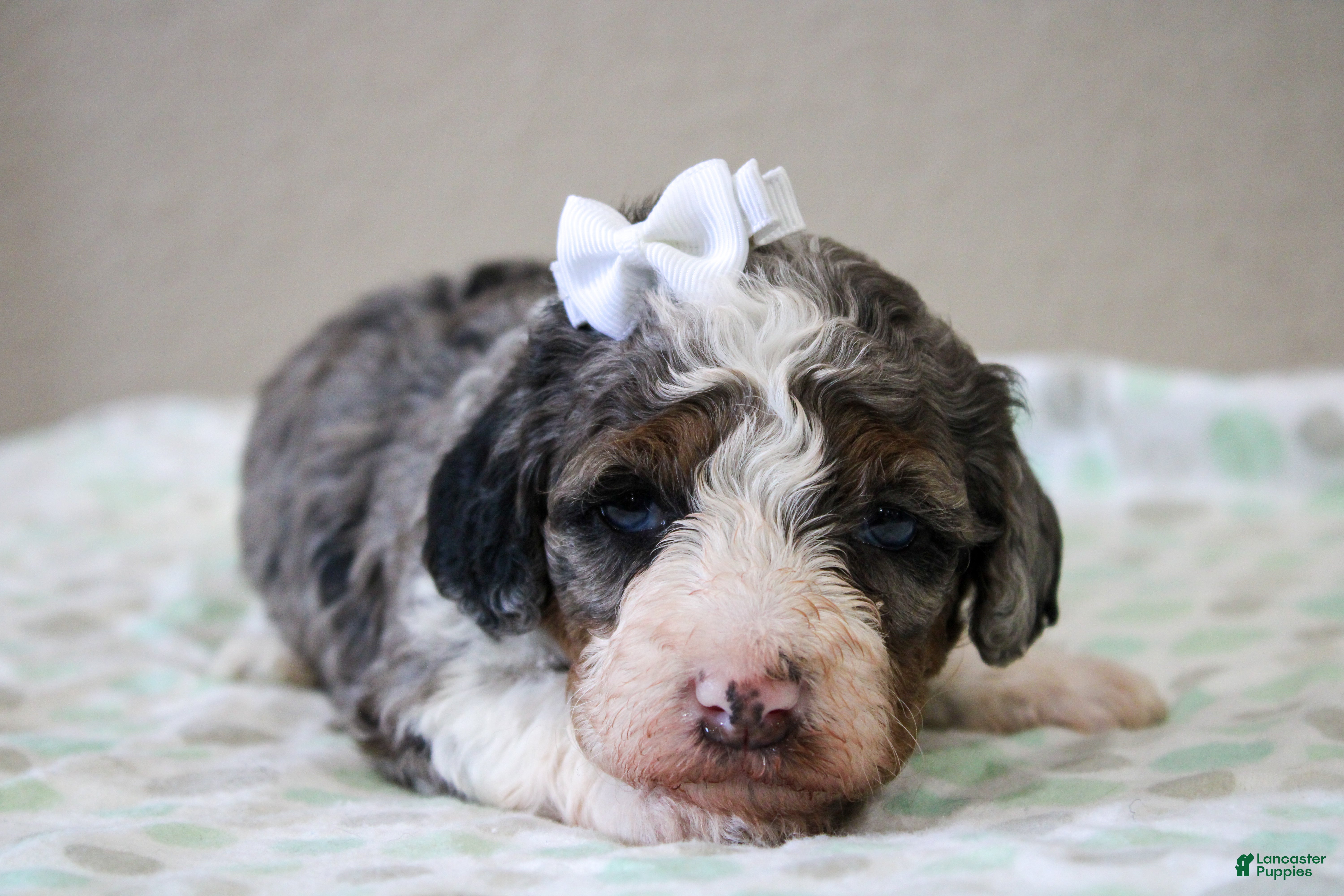 Mini Bernedoodle dogs Sunny  - Ad 1
