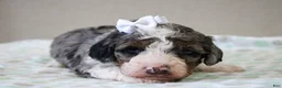 Mini Bernedoodle dogs for sale: Sawyer  - Ad 58