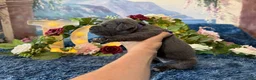 Cane Corso dogs for sale: Presley - Ad 3