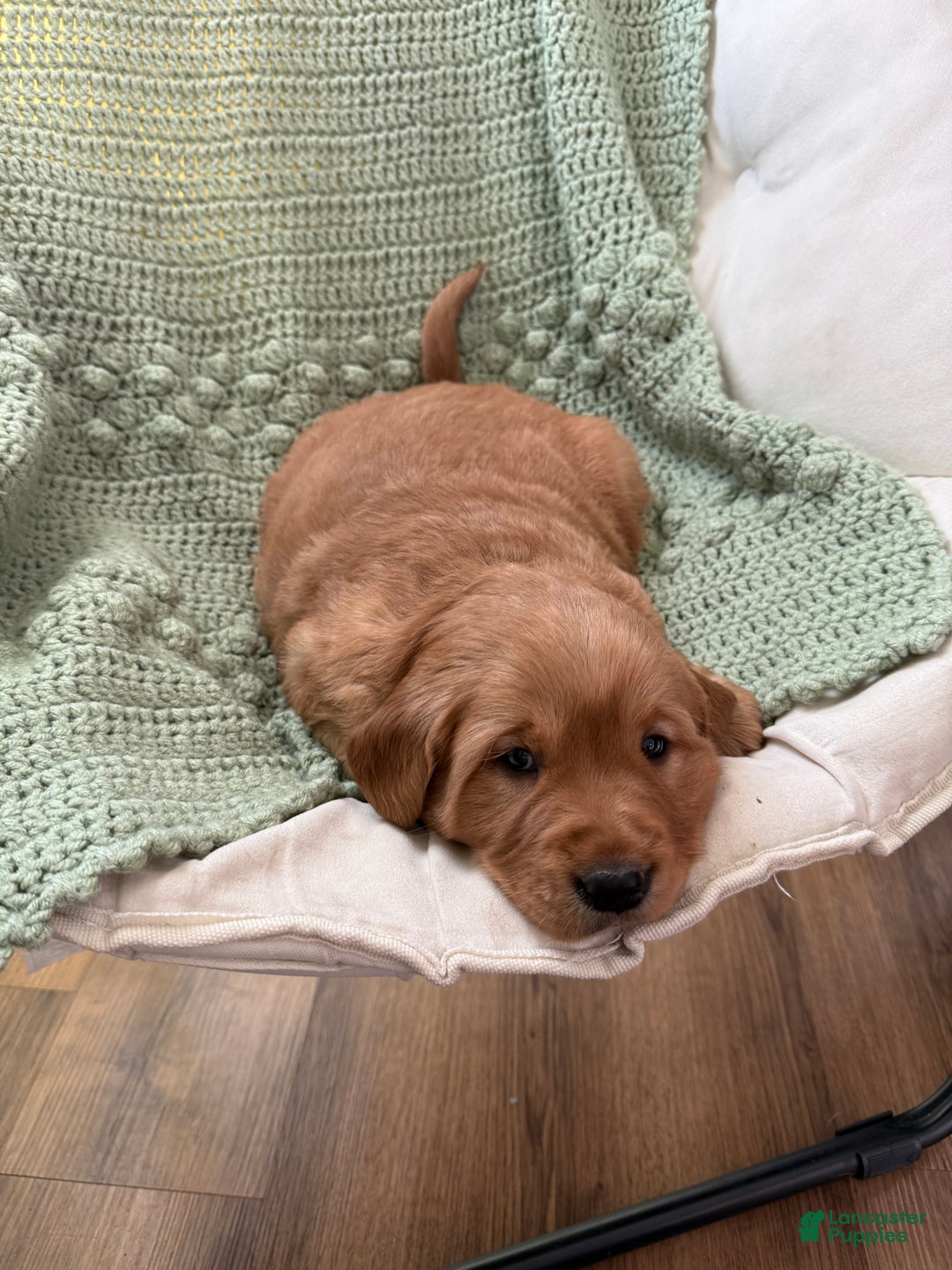 Golden Retriever dogs for sale: Summer - Ad 5