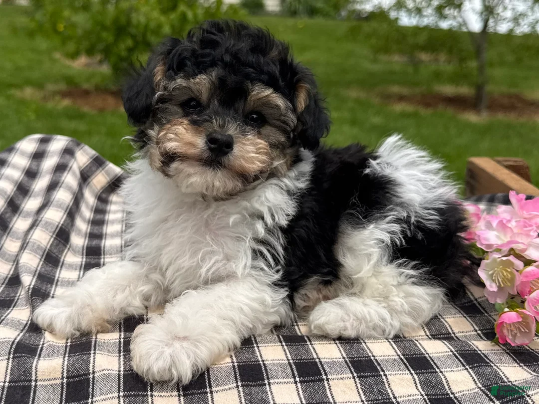 Toy Poodle dogs for sale: Hans - Ad 1