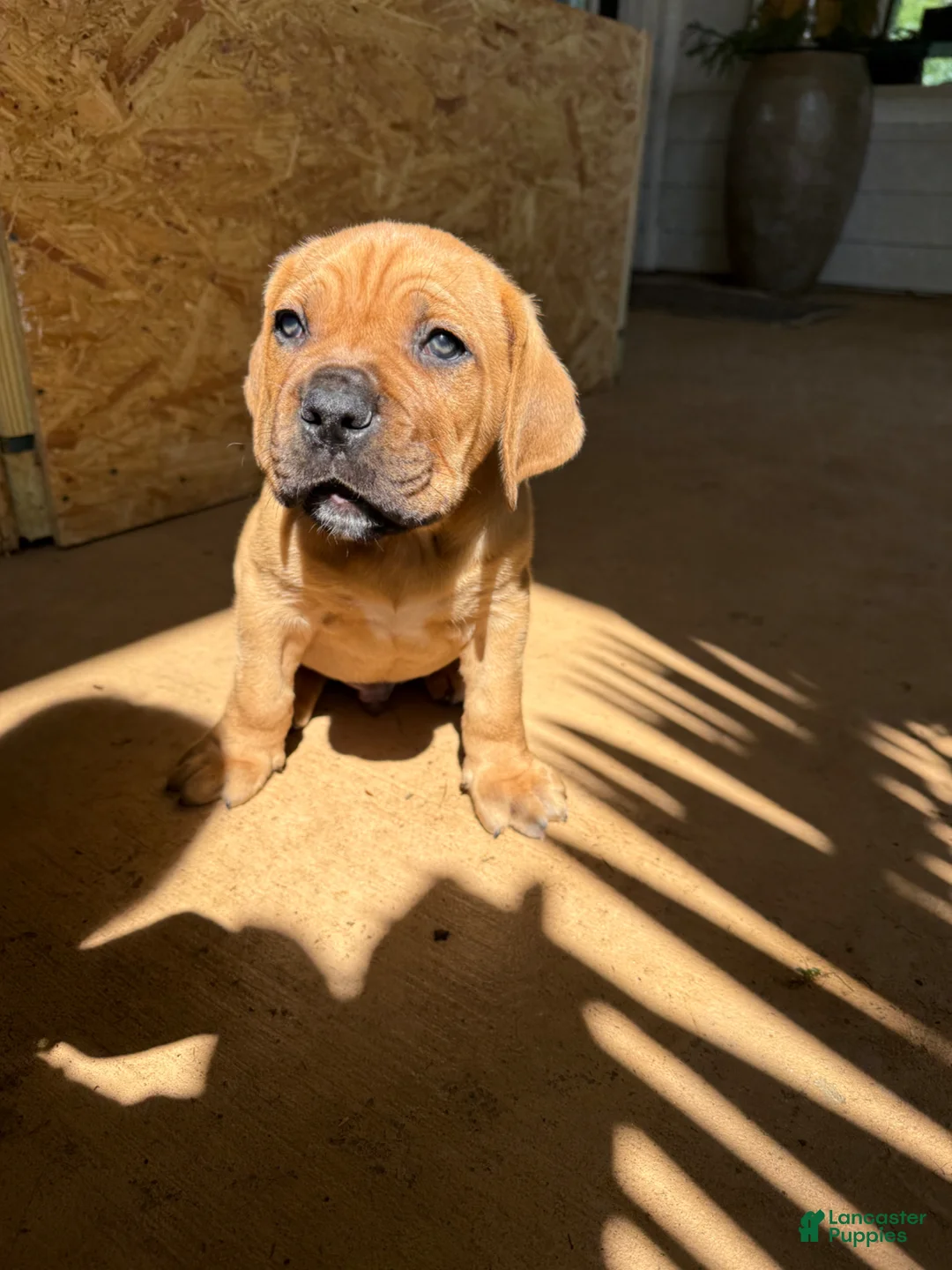 Cane Corso dogs for sale: Cane Corso Puppy 1 - Ad 1