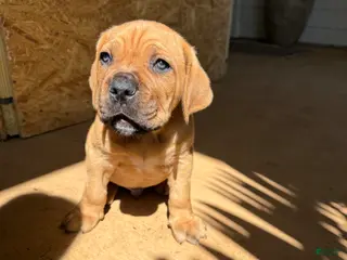 Cane Corso dogs Cane Corso Puppy 1 - Ad 6