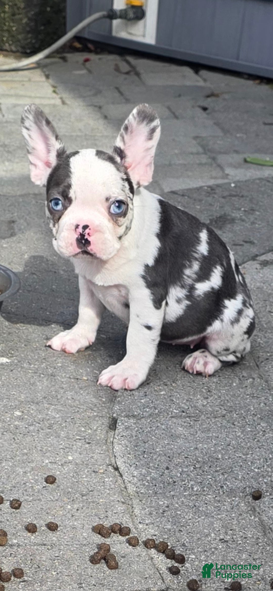 French Bulldog dogs Sarah - Ad 1