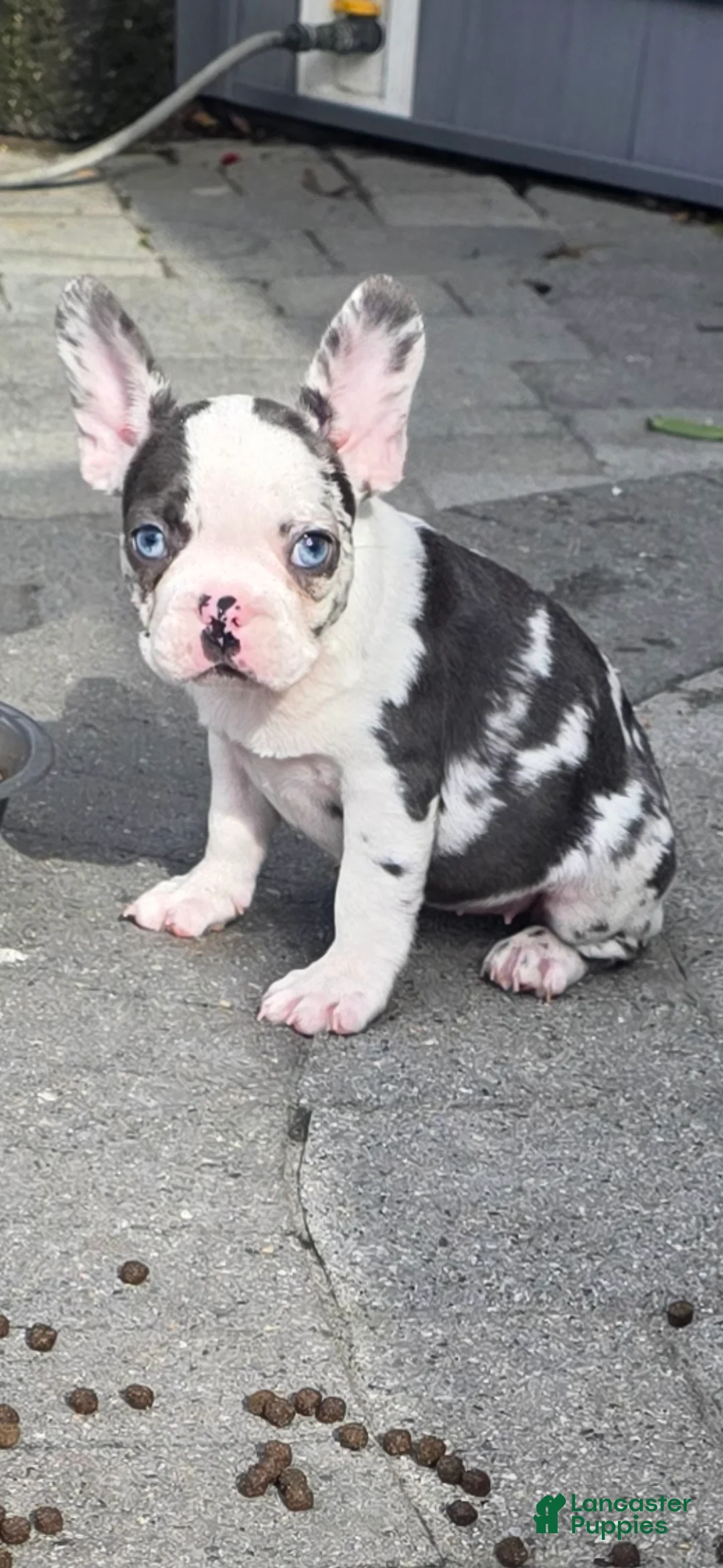 French Bulldog dogs for sale: Sarah - Ad 1