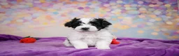 Maltipoo dogs for sale: Tyler - Ad 6