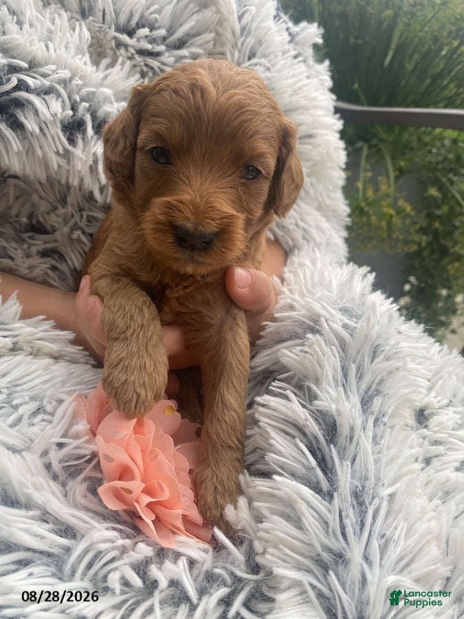 Miniature Labradoodle dogs Paris - Ad 1