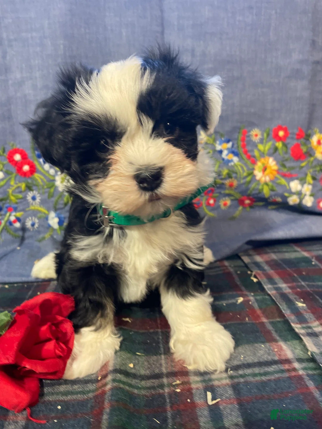 Havanese dogs for sale: Ziggy - Ad 2