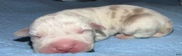 American Bully dogs for sale: Lucy - Ad 1