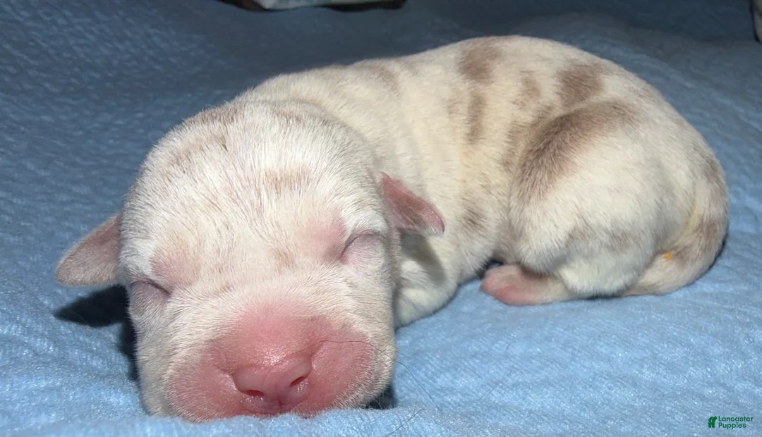American Bully dogs for sale: Lucy - Ad 1