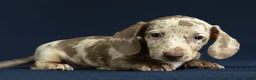 Miniature Dachshund dogs for sale: Isla 🦋 - Ad 5