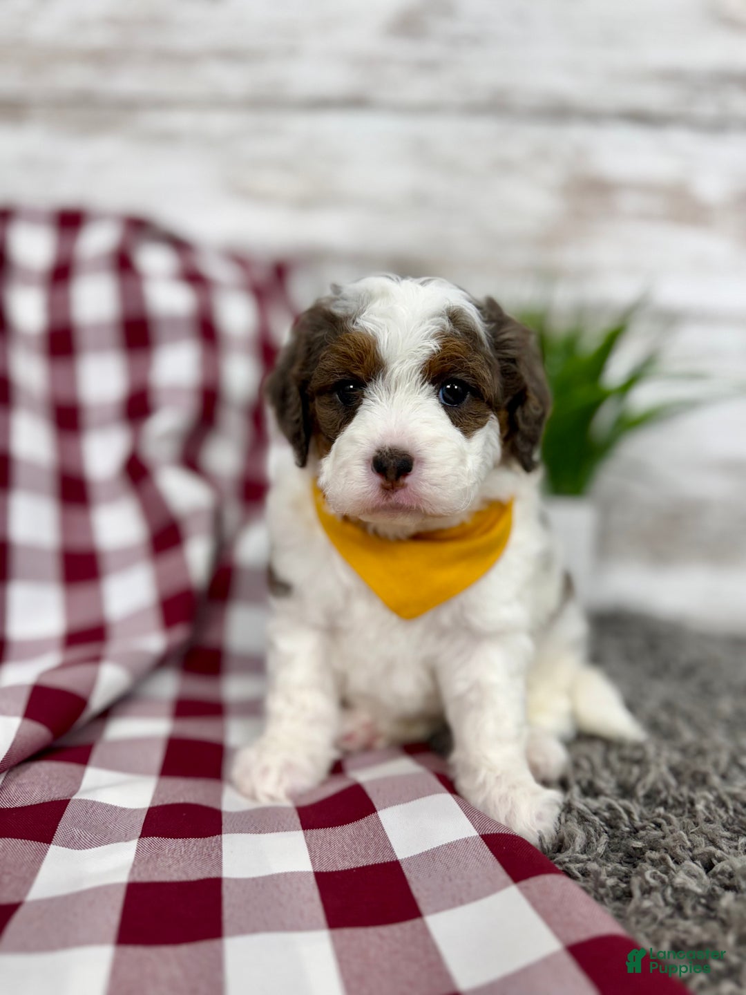 Mini Bernedoodle dogs for sale: Daisy - Ad 6