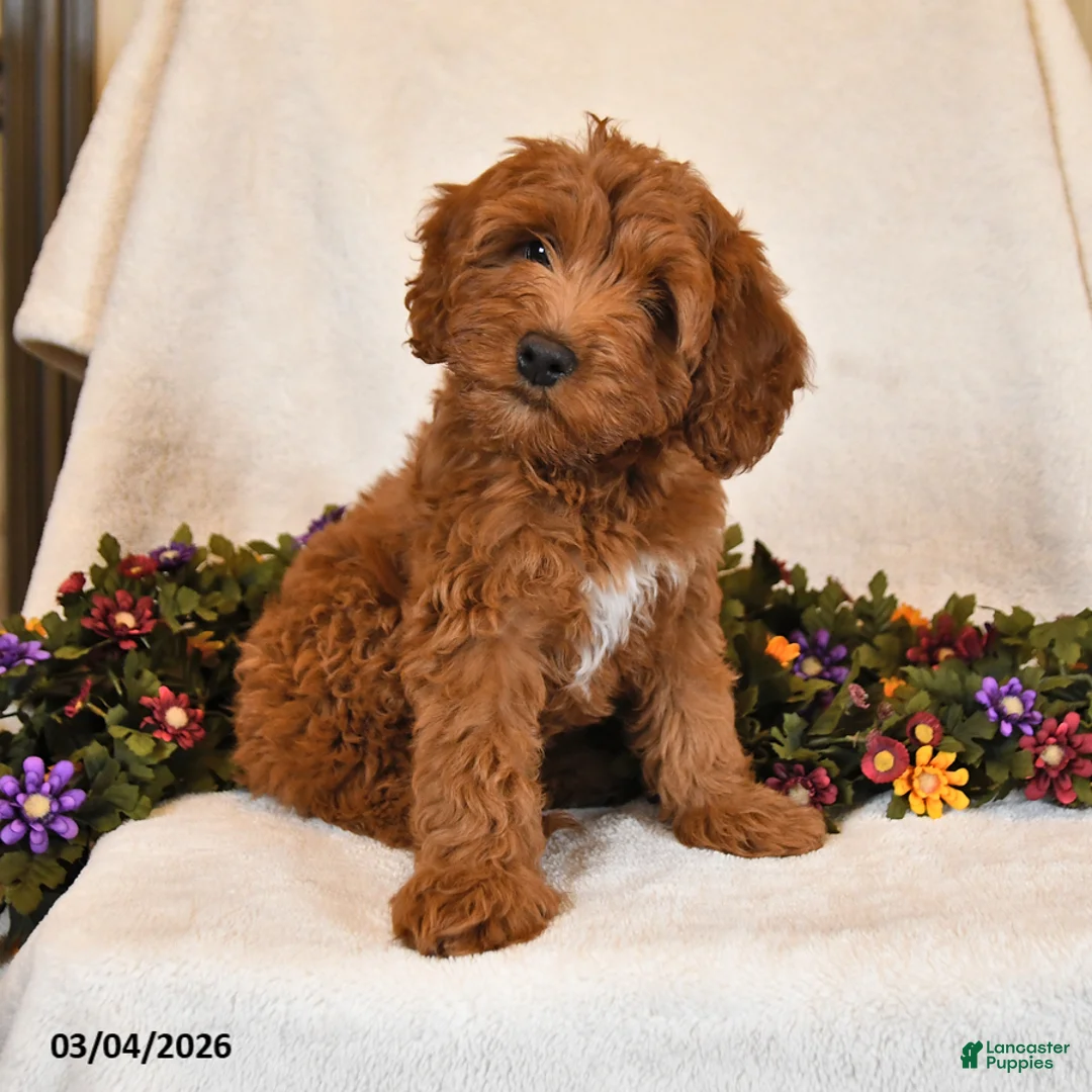 Goldendoodle dogs for sale: Oakley - Ad 1