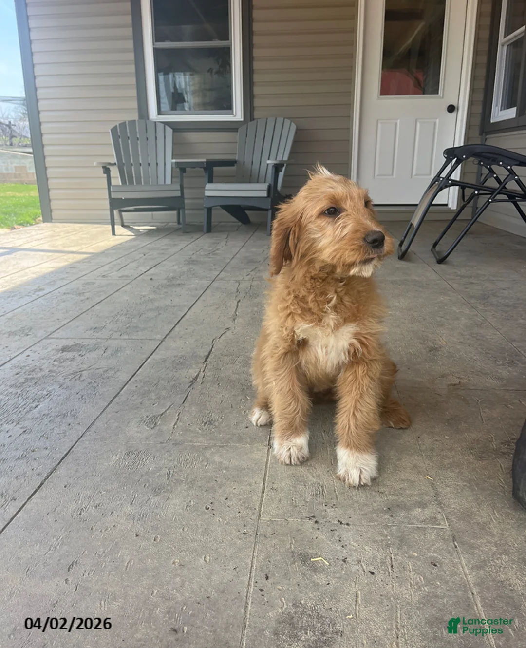 Goldendoodle dogs for sale: Susie - Ad 2