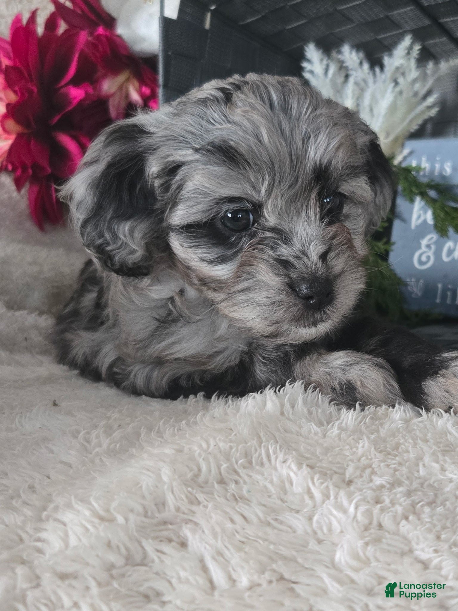 Cavapoo dogs for sale: Sweetie - Ad 3