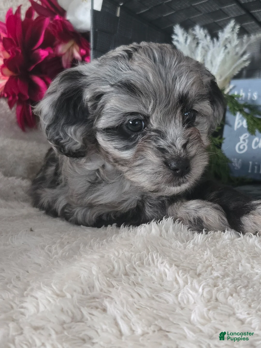 Cavapoo dogs for sale: Sweetie - Ad 1