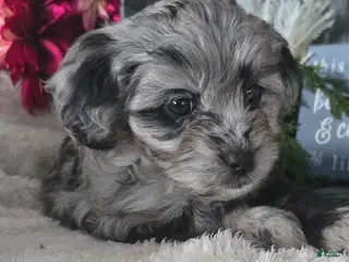 Cavapoo dogs for sale: Sweetie - Ad 3