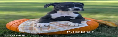 Kipper